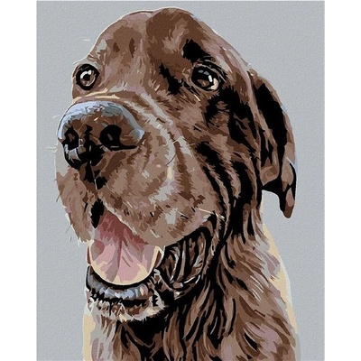 Zuty Malování podle čísel Krásný hnědý setr 80 x 100 cm bez rámu a bez vypnutí plátna