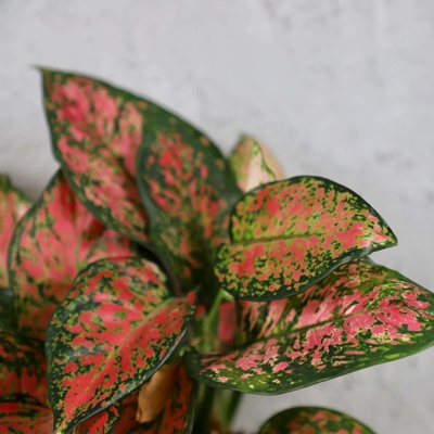 Aglaonema Anyamanee