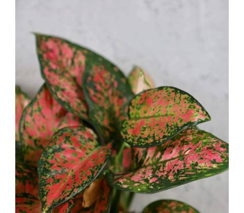 Aglaonema Anyamanee