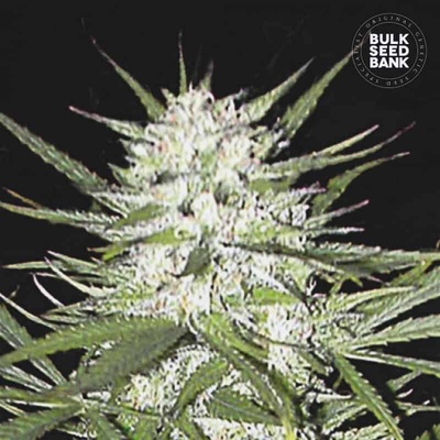 Bulk Seed Bank Early Top Skunk semienka neobsahujú THC 100 ks