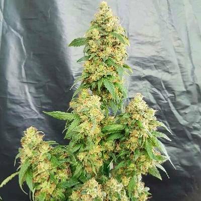 Freedom Of Seeds Chunky Skunk semena neobsahují THC 3 ks