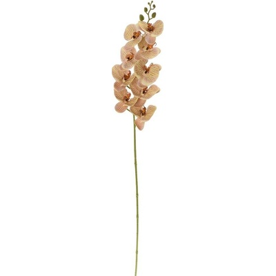 KS ORCHIDEA PHALAENOPSIS BLEDO-HNEDÁ 100CM
