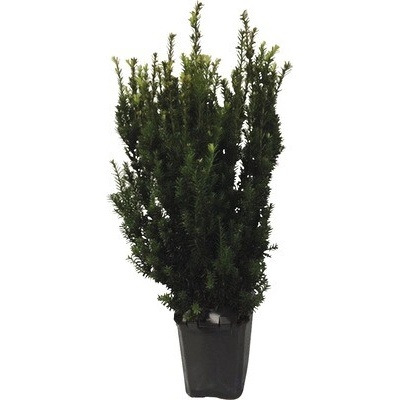 neuvedené Tis prostredný samčí FloraSelf Taxus media 'Hillii' 60-80 cm v click kvetináči