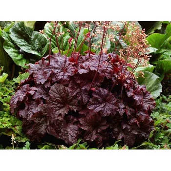 Heuchera Cajun Fire