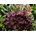 Heuchera Cajun Fire