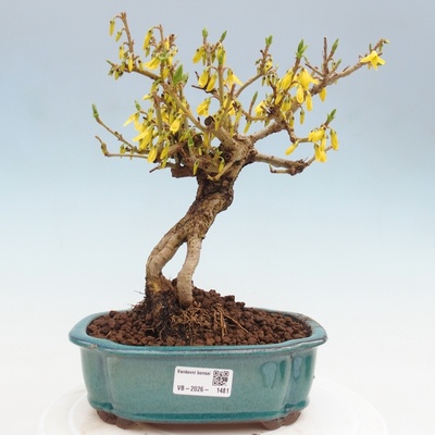 e-bonsai Venkovní bonsai - Zlatice - Forsythia koreana
