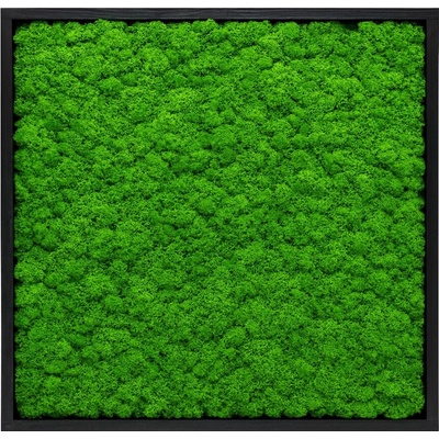 Machový obraz - štvorec mini - lišajník Veľkosť: 35x25cm