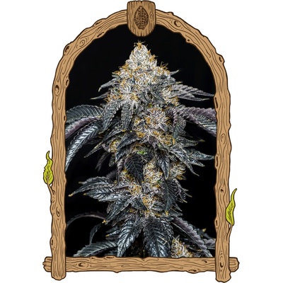 Exotic Seed Quicklato Sherbet semienka neobsahujú THC 3 ks