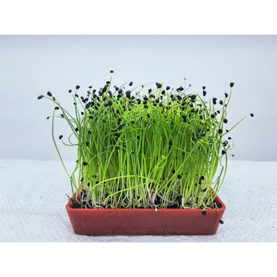 semínka na klíčky a microgreens Česnek Váha: 100 g