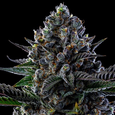 Anesia Seeds First Lady semena neobsahují THC 10 ks