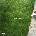 Maine - Joy Next Door (CD) (0604675477756)