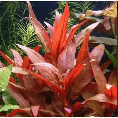 Alternanthera Liliciana