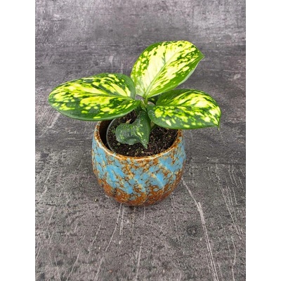 Aglaonema Snow Flake mini