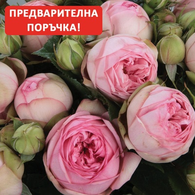 Tantau® Роза Charming Piano® - (Tantau®)