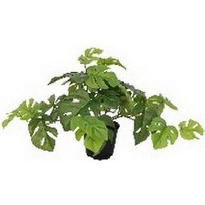 MONSTERA V KVETINÁČI 23CM