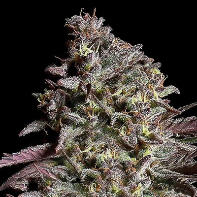 Anesia Seeds Think Tank Auto Semienka neobsahujú THC 3 ks