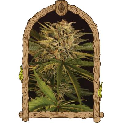 Exotic Seeds Dr. Greenman Pure CBD semena neobsahují THC 3 ks