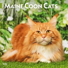 Maine Coon Cats 12 X 24 Inch Monthly Square Wall Plastic Free 2025