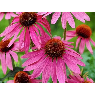 Echinacea purpurová Magnus, kvetináč 9 cm