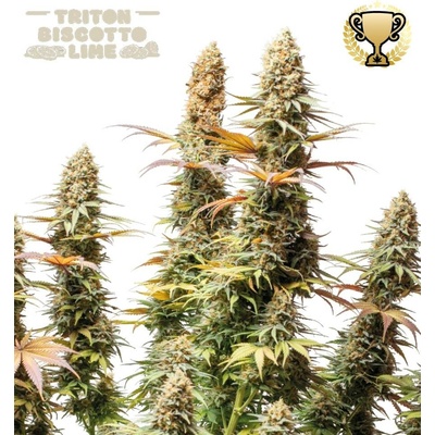 Seedstockers Triton Biscotto Lime semena neobsahují THC 1 ks