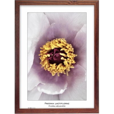 Fotorámeček TRADAG Natura 29,7 x 42 - A3 hnědý (2529_4205) – Zboží Živě