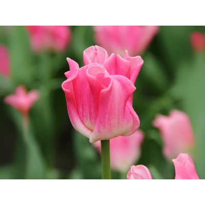 Tulipán Crown of Dynasty 5 ks v balení