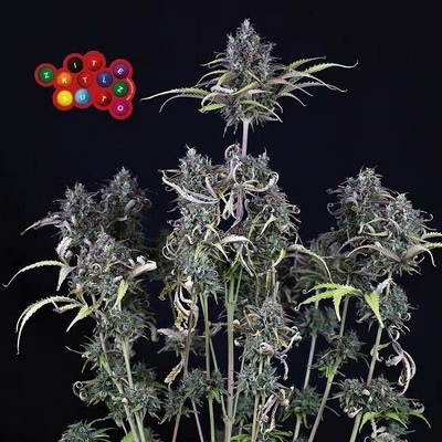 Seedsman Zkittlez Auto semena neobsahují THC3 ks