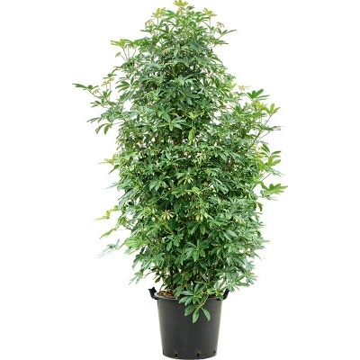 Schefflera arboricola Compacta branched 48x200 cm