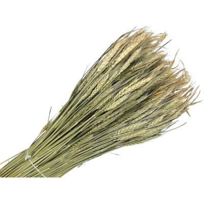 FLOWERIO Sušené klasy pšeničné XL balenie - prírodné