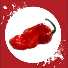 CHILLIMAT Chilli semínka Jigsaw 10 ks