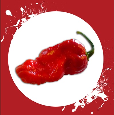 CHILLIMAT Chilli semínka Jigsaw 10 ks