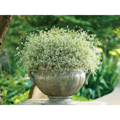 Euphorbia Diamond Frost