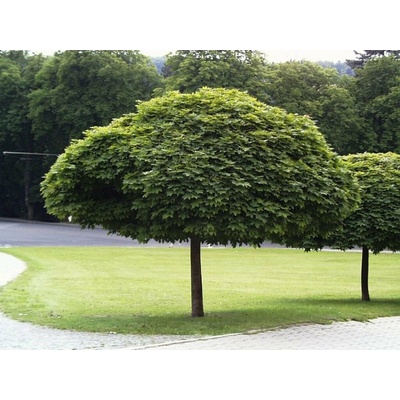 Javor mliečny Globosum na 200-220 cm kmienku, výška 220-260 cm, kvetináč 10 l