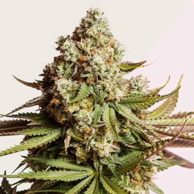 Kera Seeds Premium NY Diesel semienka neobsahujú THC 10 ks