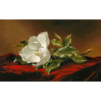 Magnólie na červeném sametu 65x40cm - Martin Johnson Heade