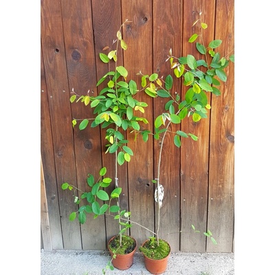 Muchovník Lamarckov (Amelanchier lamarckii) veľkosť 100-160cm
