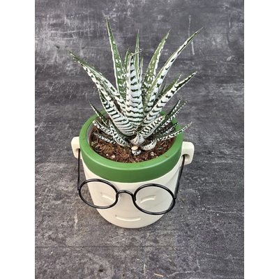 Haworthia Fasciata Alba 8,5 cm (Pokojovka na přímé slunko)