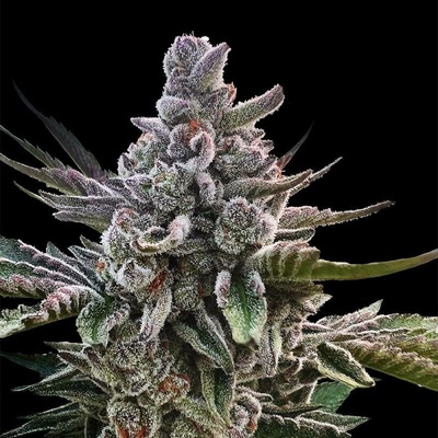 Silent Seeds Acai Jelly semena neobsahují THC 3 ks