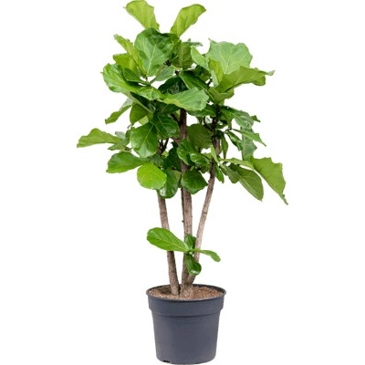 Ficus Lyrata stem branched 38x165 cm