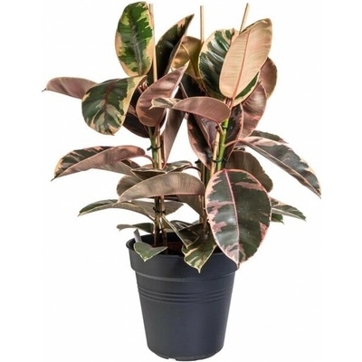 Fíkus, Ficus elastica Belize, průměr květináče 24 cm