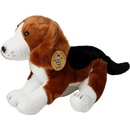 psík beagle