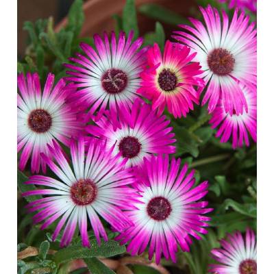 Kosmatec krystalový - Mesembryanthemum crystallinum - osivo kosmatce - 300 ks