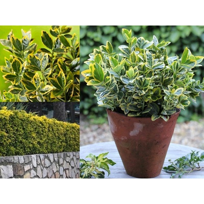 Bršlen japonský Marieke, výška cca 20 cm, kvetináč 13 cm