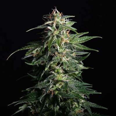 Kannabia Seeds Swiss Dream CBD semienka neobsahujú THC 1 ks