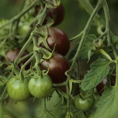 Paradajka Black Opal - Solanum lycopersicum - semená paradajky - 7 ks
