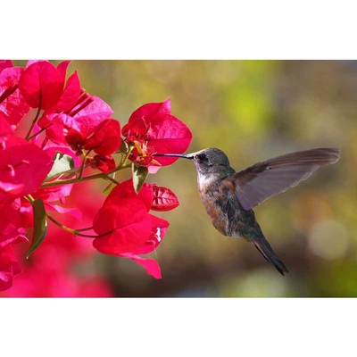 Dimex MS-5-0230 vliesová fototapeta na zeď Kolibrík rozmery 375 x 250 cm
