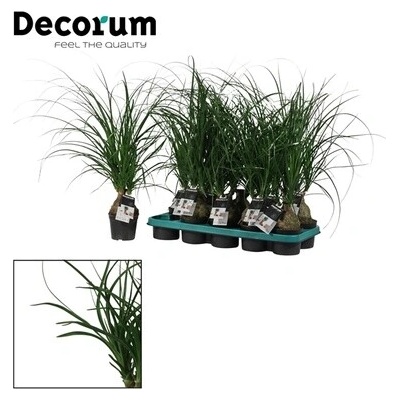 Nolina recurvata bulb 12x30 cm