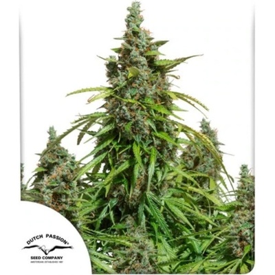 Dutch Passion AUTO Mazar semena neobsahují THC 100 ks