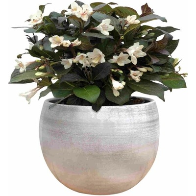 Vajgela Ebony and Ivory, výška 20-40 cm, kvetináč 3 l