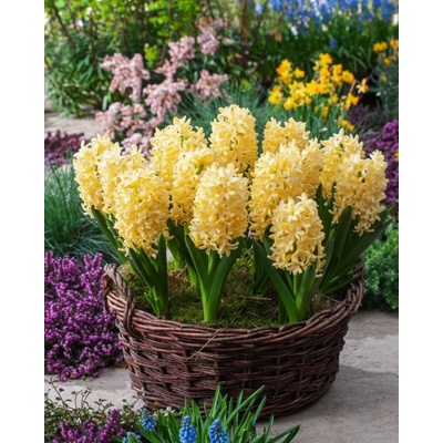 Hyacint 'Yellowstone' 3 ks – Zbozi.Blesk.cz